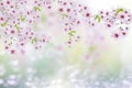 Cherry blosoms Royalty Free Stock Photo
