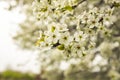 Cherry Blosoms in the spring Royalty Free Stock Photo