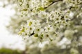 Cherry Blosoms in the spring Royalty Free Stock Photo