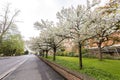 Cherry Blossm around the famous Cambridge University