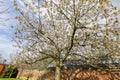 Cherry Blossm around the famous Cambridge University