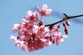 Cherry blossom