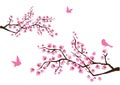 Cherry blossom