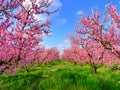 Cherry Blossom Royalty Free Stock Photo