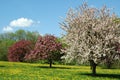 Cherry Blossom Royalty Free Stock Photo