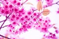 Cherry blossom Royalty Free Stock Photo