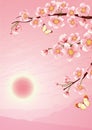 Cherry blossom Royalty Free Stock Photo