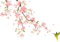 Cherry blossom Royalty Free Stock Photo