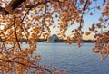 Cherry blossom abundance around Tidal Basin in Washington DC, USA. Royalty Free Stock Photo
