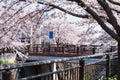 cherry blossom along Yamazaki River, Nagoya Royalty Free Stock Photo