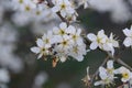 A cherry blossom, also known as a Japanese cherry . Royalty Free Stock Photo