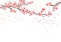Cherry blossom. Apricot sakura flowers and flying leaves. Japanese tree branches, pink flowers and leaf. Isolated asian Royalty Free Stock Photo