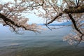 Cherry blossom in Arashiyama, Kyoto, Japan Royalty Free Stock Photo