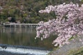 Cherry blossom, Arashiyama in spring,Kyoto, Japan Royalty Free Stock Photo