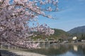 Cherry blossom, Arashiyama in spring,Kyoto, Japan Royalty Free Stock Photo