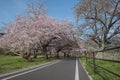 Cherry blossom, Arashiyama in spring,Kyoto, Japan Royalty Free Stock Photo