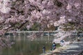 Cherry blossom, Arashiyama in spring,Kyoto, Japan Royalty Free Stock Photo