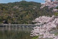 Cherry blossom, Arashiyama in spring,Kyoto, Japan Royalty Free Stock Photo