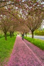 Cherry blossom as Japanese cherry or sakura at late Spring in garden alley Sonnenbraut in Magdeburg with a cyclist cycling with