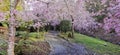 Cherry blossom at Aston Norwood garden in Kaitoke New Zealand Royalty Free Stock Photo