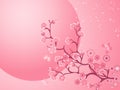 Cherry blossom background. Beautiful nature scene. Spring