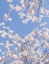 Cherry blossom background with heart shaped space Royalty Free Stock Photo