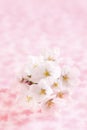 Cherry blossom background, Japanese image message card