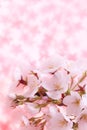 Cherry blossom background, Japanese image message card