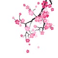 Cherry Blossom Background Sakura Flowers Pink On Branch Royalty Free Stock Photo