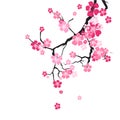 Cherry Blossom Background Sakura Flowers Pink On Branch