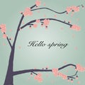 The cherry blossom background wit hello spring word Royalty Free Stock Photo