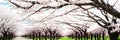 cherry blossom banner ai generated Royalty Free Stock Photo