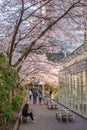 Cherry blossom in beautiful full bloom in Burrard Station, Art Phillips Park. Vancouver, Canada.
