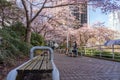 Cherry blossom in beautiful full bloom in Burrard Station, Art Phillips Park. Vancouver, Canada. Royalty Free Stock Photo