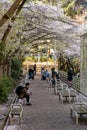 Cherry blossom in beautiful full bloom in Burrard Station, Art Phillips Park.