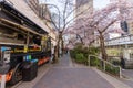 Cherry blossom in beautiful full bloom in Burrard Station, Art Phillips Park. Vancouver, Canada.