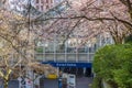 Cherry blossom in beautiful full bloom in Burrard Station, Art Phillips Park. Vancouver, Canada.