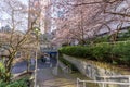 Cherry blossom in beautiful full bloom in Burrard Station, Art Phillips Park. Vancouver, Canada.