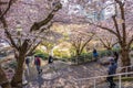 Cherry blossom in beautiful full bloom in Burrard Station, Art Phillips Park. Vancouver, Canada. Royalty Free Stock Photo