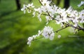 Cherry blossom beautiful sakura. Green background Royalty Free Stock Photo