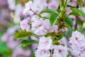 Cherry blossom, beautiful spring pink sakura flowers close-up Royalty Free Stock Photo