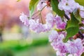 Cherry blossom, beautiful spring pink sakura flowers close-up on blurry sunny natural background Royalty Free Stock Photo