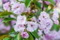 Cherry blossom, beautiful spring pink sakura flowers with green leaves close-up Royalty Free Stock Photo