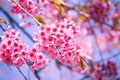 Cherry blossom Royalty Free Stock Photo