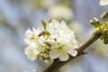 Cherry Blossom Bee Royalty Free Stock Photo