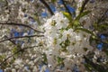 cherry blossom, bee pollination Selective focus Royalty Free Stock Photo