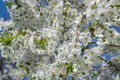 cherry blossom, bee pollination Selective focus Royalty Free Stock Photo