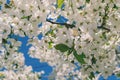 cherry blossom, bee pollination Selective focus Royalty Free Stock Photo