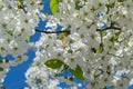 cherry blossom, bee pollination Selective focus Royalty Free Stock Photo