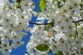 cherry blossom, bee pollination Selective focus Royalty Free Stock Photo